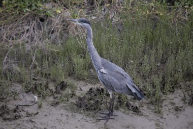 Gri Heron (Ardea cinerea)