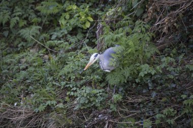 Gri Heron (Ardea cinerea)