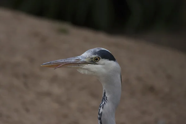 Gri Heron (Ardea cinerea) — Stok fotoğraf