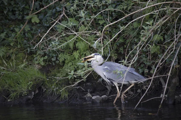 Grey Heron (Ardea cinerea) — Stock Photo, Image