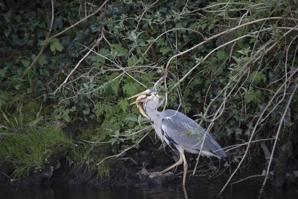 Graureiher (Ardea cinerea)) — Stockfoto