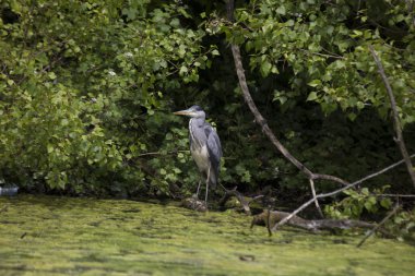 Gri Heron (Ardea cinerea)