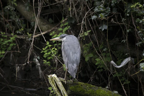 Garça cinzenta (Ardea cinerea) — Fotografia de Stock