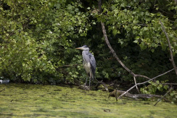 Gri Heron (Ardea cinerea)