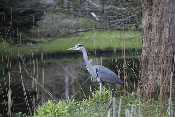 เฮอรอนสีเทา (Ardea cinerea ) — ภาพถ่ายสต็อก