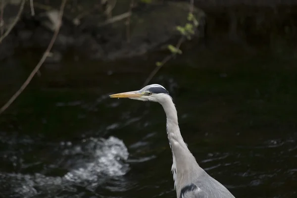 Héron gris (Ardea cinerea)) — Photo