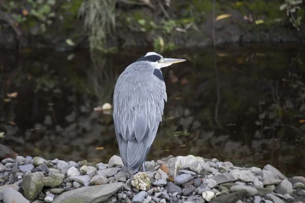 Héron gris (Ardea cinerea)) — Photo