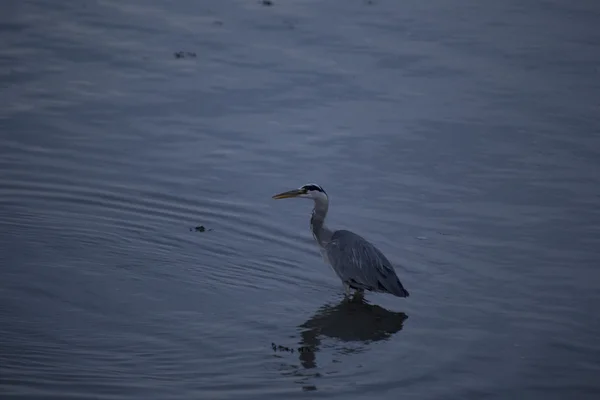 Héron gris (Ardea cinerea)) — Photo