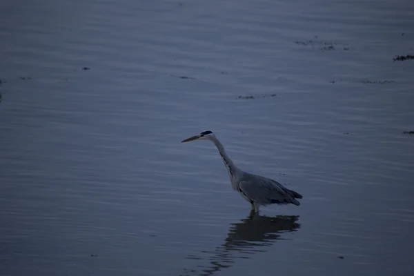 Garza gris (Ardea cinerea) — Foto de Stock