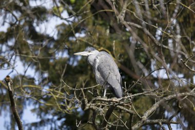Gri Heron (Ardea cinerea)