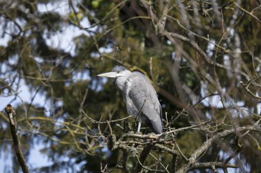 Gri Heron (Ardea cinerea)