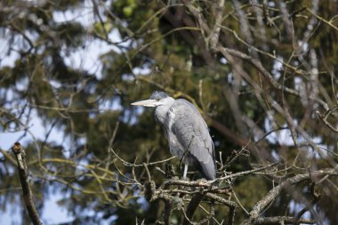 Gri Heron (Ardea cinerea)