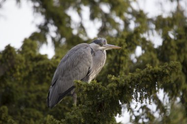 Gri Heron (Ardea cinerea)