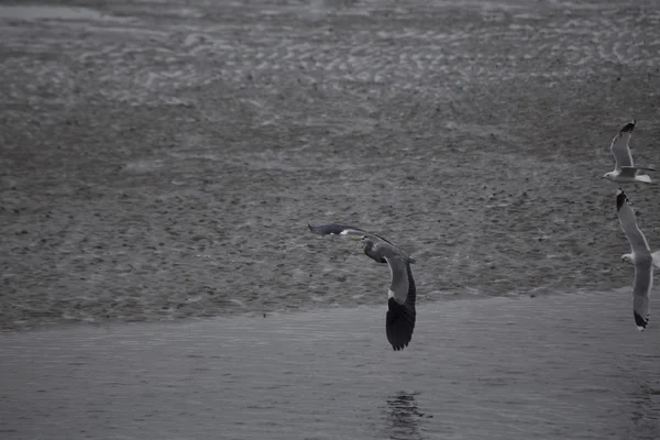 Garza gris (Ardea cinerea) —  Fotos de Stock