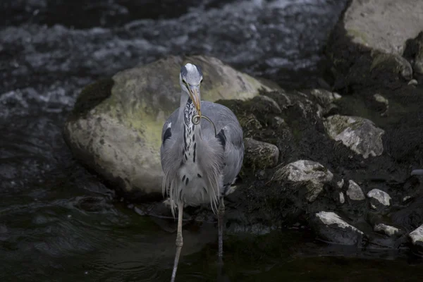 Graureiher (Ardea cinerea)) — Stockfoto