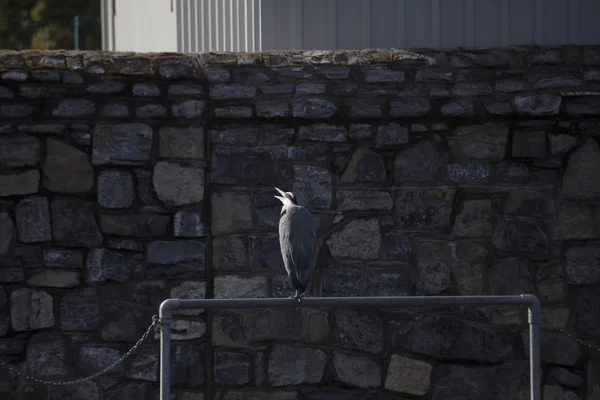 Garça cinzenta (Ardea cinerea) — Fotografia de Stock