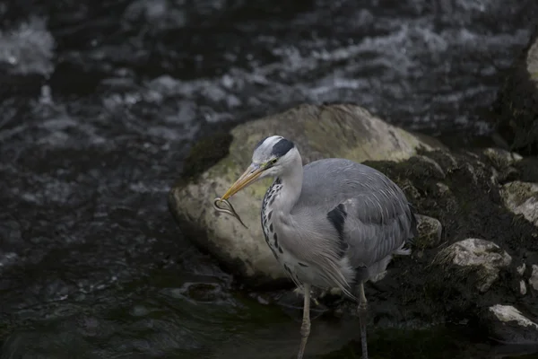 Garça cinzenta (Ardea cinerea) — Fotografia de Stock