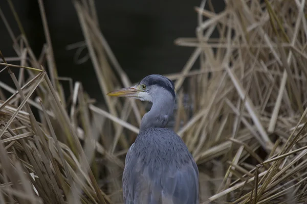 Garça cinzenta (Ardea cinerea) — Fotografia de Stock