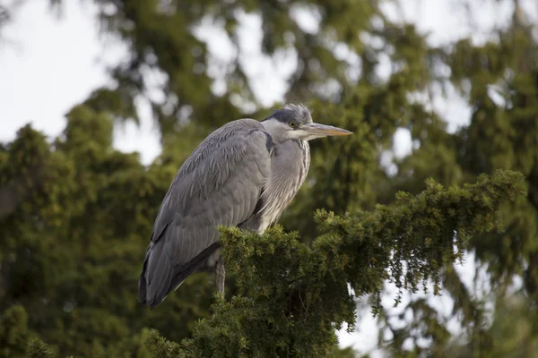 Garza gris (Ardea cinerea) — Foto de Stock