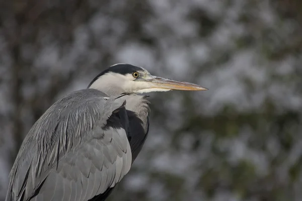 Garça cinzenta (Ardea cinerea) — Fotografia de Stock