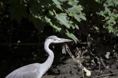 Gri Heron (Ardea cinerea)