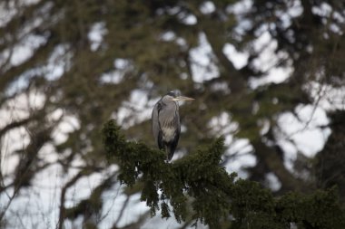 Gri Heron (Ardea cinerea)