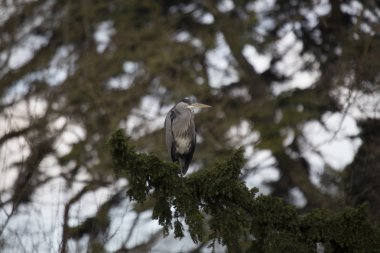 Gri Heron (Ardea cinerea)