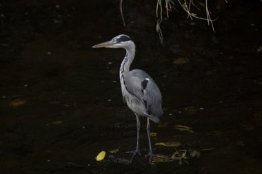 Gri Heron (Ardea cinerea)
