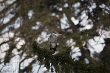 Gri Heron (Ardea cinerea)