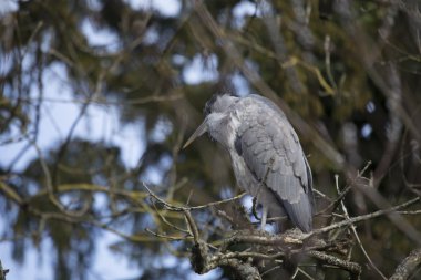Gri Heron (Ardea cinerea)