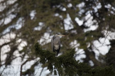 Gri Heron (Ardea cinerea)