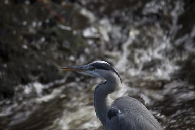 Gri Heron (Ardea cinerea)
