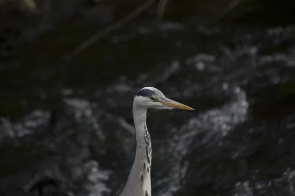 Grey Heron (Ardea cinerea) — Stock Photo, Image