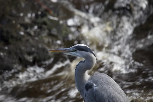 グレイ・ヘロン（Ardea cinerea）) — ストック写真