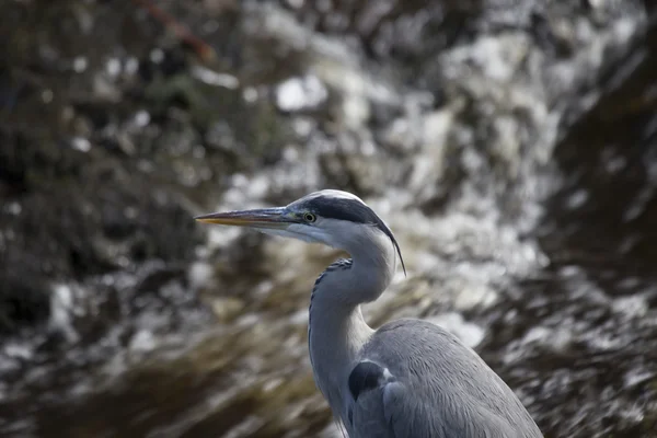 Garça cinzenta (Ardea cinerea) — Fotografia de Stock