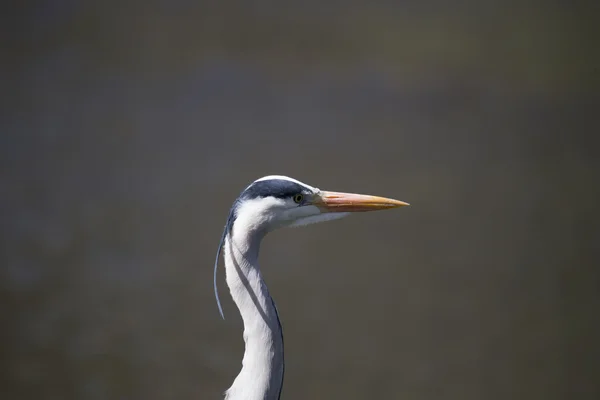 Grey Heron (Ardea cinerea) — Stock Photo, Image