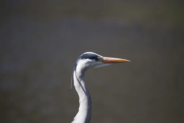 회색 헤론 (Ardea cinerea)) — 스톡 사진