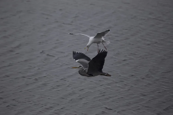 Grijze reiger (Ardea cinerea) — Stockfoto