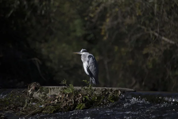 Graureiher (Ardea cinerea)) — Stockfoto