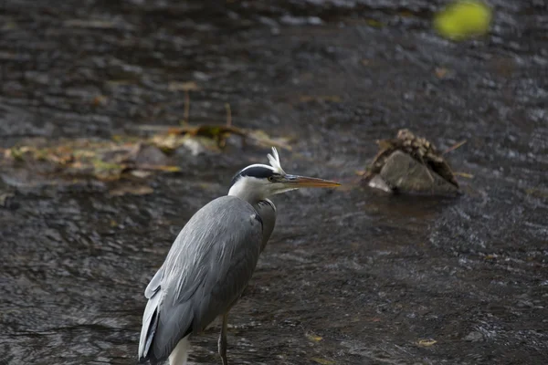 灰鲱鱼(Ardea cinerea)) — 图库照片