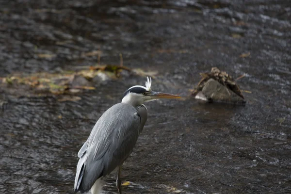 Héron gris (Ardea cinerea)) — Photo