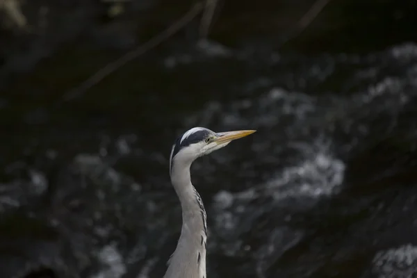 Héron gris (Ardea cinerea)) — Photo