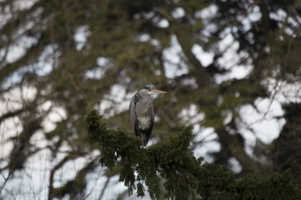 Gri Heron (Ardea cinerea)