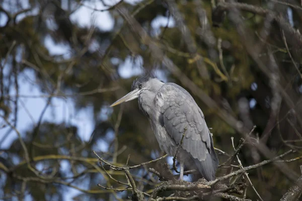 Gri Heron (Ardea cinerea)