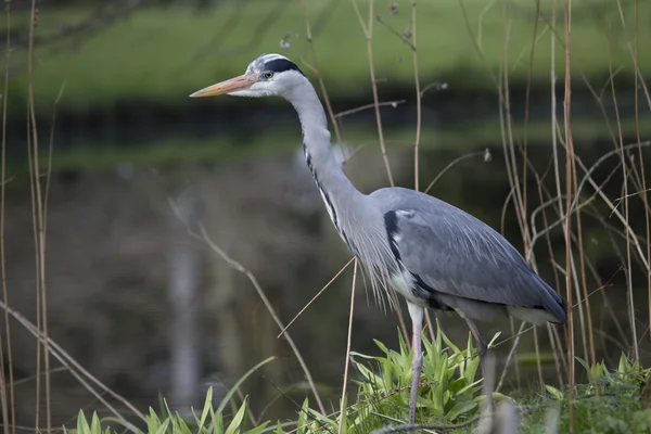 グレイ・ヘロン（Ardea cinerea）) — ストック写真