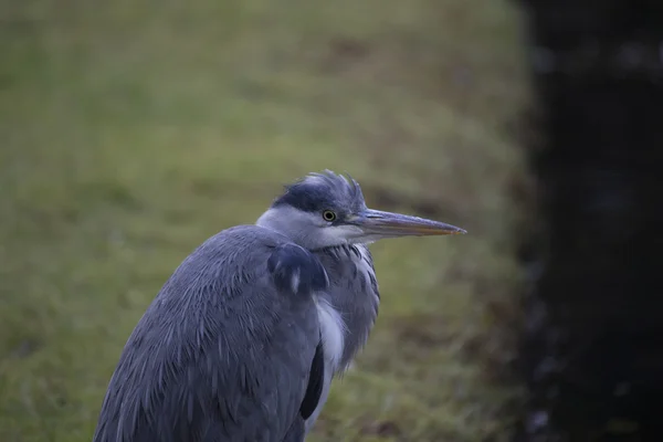 Garza gris (Ardea cinerea) — Foto de Stock