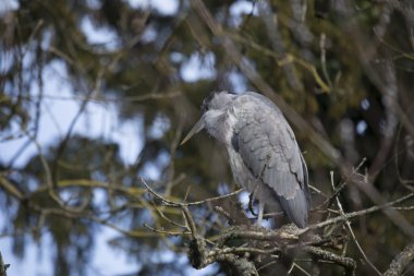 Gri Heron (Ardea cinerea)