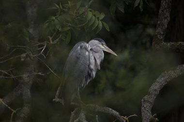 Gri Heron (Ardea cinerea)