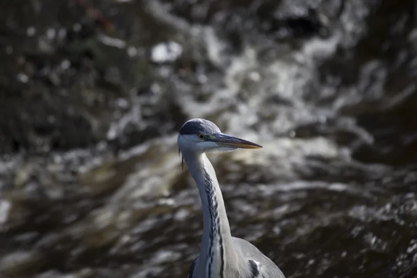 Garza gris (Ardea cinerea) — Foto de Stock