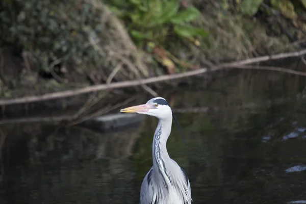 Héron gris (Ardea cinerea)) — Photo